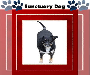 Layla Walworth Kramer - Female Australian Shepherd-Unknown Mix Dog for Adoption - Photo #2