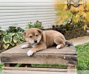 Jack Russell Terrier-Shiba Inu Mix Puppy for sale in SHILOH, OH, USA