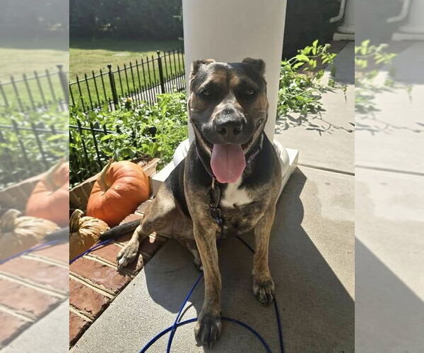 Medium Photo #5 Mutt Puppy For Sale in Mount Laurel, NJ, USA