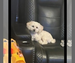 Father of the Havapoo puppies born on 11/05/2025