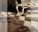 Small #1 American Pit Bull Terrier Mix