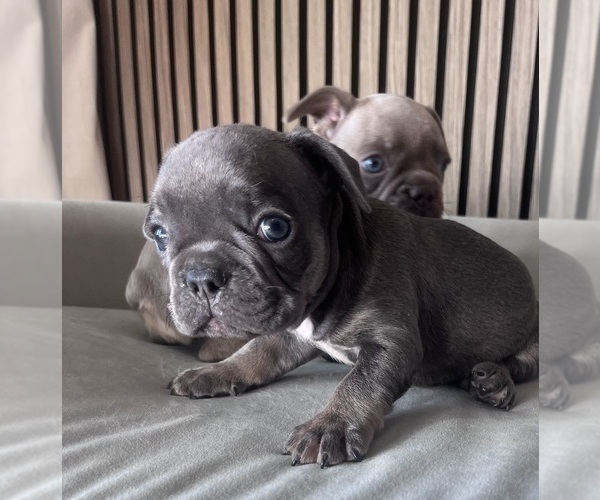 Medium Photo #4 French Bulldog Puppy For Sale in LAKEWOOD RANCH, FL, USA