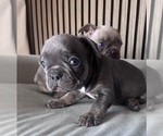 Small Photo #4 French Bulldog Puppy For Sale in LAKEWOOD RANCH, FL, USA