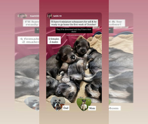 Schnauzer (Miniature) Puppy for sale in ORCUTT, CA, USA