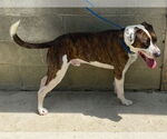 Small #4 Boxer Mix