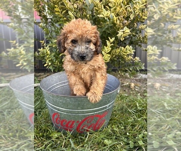 Medium Photo #4 Poodle (Miniature)-Whoodle Mix Puppy For Sale in MIDDLEBURY, IN, USA