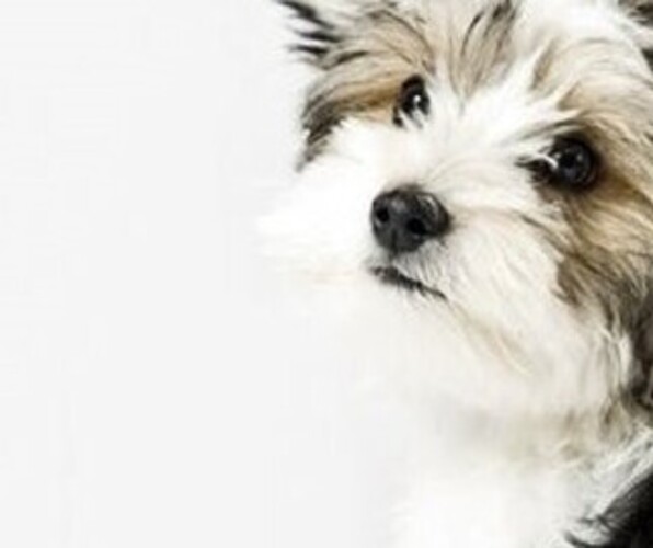 Medium Photo #1 Yorkshire Terrier Puppy For Sale in ARGOS, IN, USA