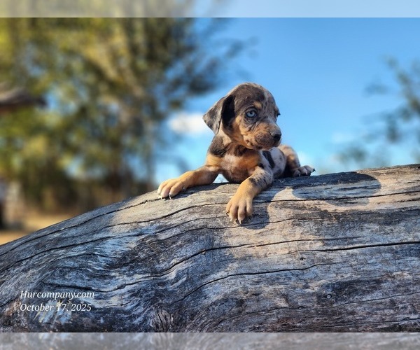 Medium Photo #3 Catahoula Leopard Dog Puppy For Sale in CUMBY, TX, USA