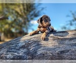 Small #2 Catahoula Leopard Dog