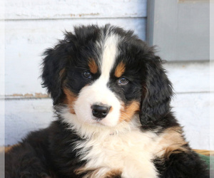 Bernese Mountain Dog Puppy for sale in ELIZABETHTOWN, PA, USA