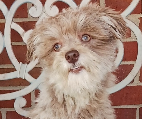 Medium Photo #1 Havanese Puppy For Sale in WINSTON SALEM, NC, USA