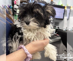Shih Tzu-Unknown Mix Dogs for adoption in Washington, DC, USA