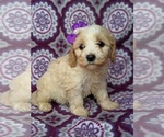 Small Photo #3 Cavachon Puppy For Sale in LANCASTER, PA, USA