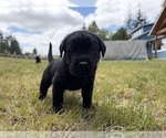 Small #2 Labrador Retriever