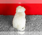 Small #5 English Cream Golden Retriever