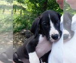 Puppy Penny Great Dane