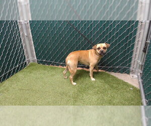 Pug-Unknown Mix Dogs for adoption in Downey, CA, USA