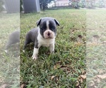 Small #1 Boston Terrier