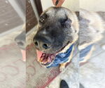 Small #5 German Shepherd Dog Mix