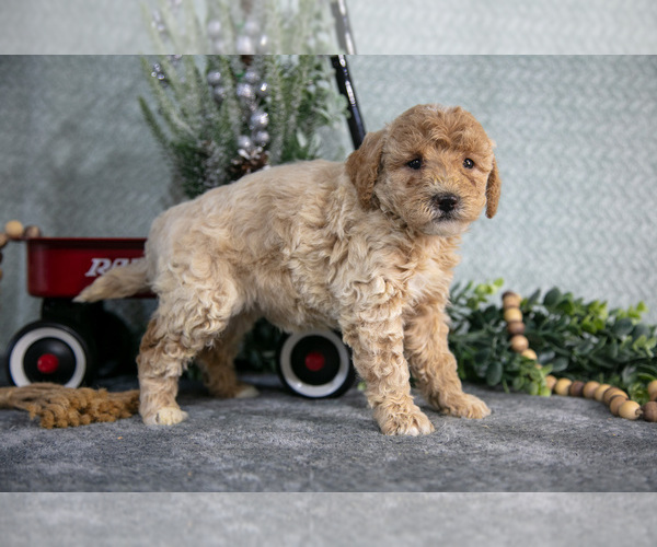 Medium Photo #1 Poodle (Miniature) Puppy For Sale in WOLCOTTVILLE, IN, USA