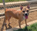 Small Photo #2 Boxer-Unknown Mix Puppy For Sale in Plano, TX, USA