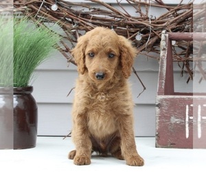 Goldendoodle (Miniature) Puppy for sale in SUGARCREEK, OH, USA