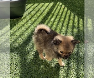 Pomeranian Puppy for sale in LAKE ELSINORE, CA, USA