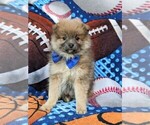 Small Photo #2 Pomeranian Puppy For Sale in CHRISTIANA, PA, USA