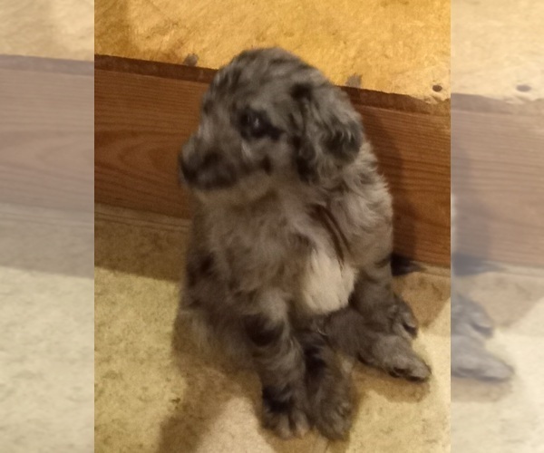 Medium Photo #12 Labradoodle Puppy For Sale in JEFFERSONTOWN, KY, USA