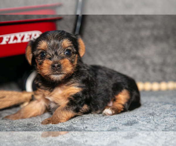 Medium Photo #3 Yorkshire Terrier Puppy For Sale in DELTA, PA, USA