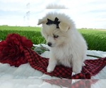 Small Photo #3 Pomsky Puppy For Sale in HONEY BROOK, PA, USA