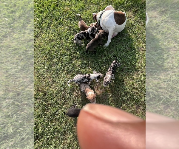 Medium Photo #13 American Pit Bull Terrier Puppy For Sale in ALBERTVILLE, AL, USA