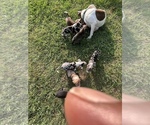Small Photo #13 American Pit Bull Terrier Puppy For Sale in ALBERTVILLE, AL, USA