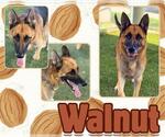 Small #1 German Shepherd Dog
