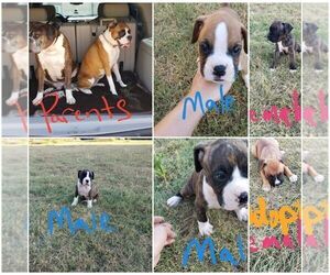 Boxer Puppy for sale in BLANCHARD, OK, USA