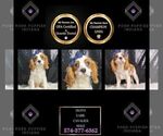 Puppy Duffy UABR Cavalier King Charles Spaniel