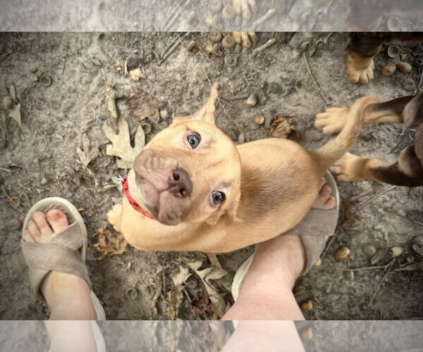 Medium Photo #3 American Staffordshire Terrier-Unknown Mix Puppy For Sale in Holly Springs, NC, USA