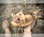 Small Photo #3 American Staffordshire Terrier-Unknown Mix Puppy For Sale in Holly Springs, NC, USA