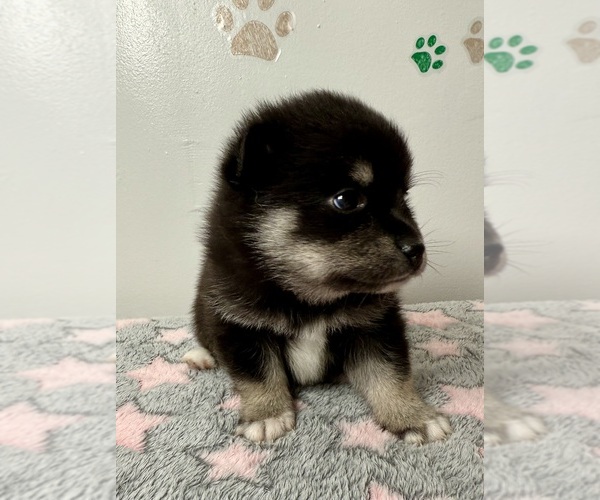 Medium Photo #33 Pomsky-Shiba Inu Mix Puppy For Sale in NASHUA, NH, USA
