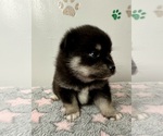 Small #5 Pomsky-Shiba Inu Mix