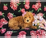 Small Photo #4 Bichpoo Puppy For Sale in NEW HOLLAND, PA, USA