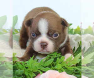 Boston Terrier Puppy for sale in CRKD RVR RNCH, OR, USA