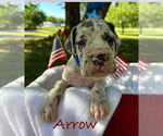 Puppy Arrow Great Dane