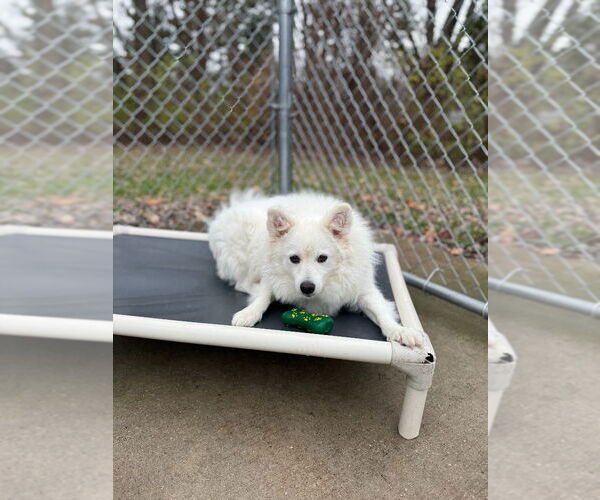 Medium Photo #26 Pomeranian-Unknown Mix Puppy For Sale in Muskegon, MI, USA