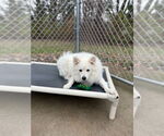 Small #25 Pomeranian Mix