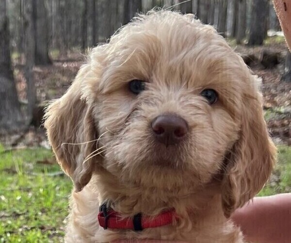 Medium Photo #2 Goldendoodle Puppy For Sale in MORELAND, GA, USA