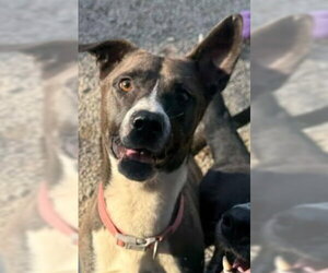Mutt Dogs for adoption in Oakhurst, NJ, USA