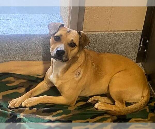 Medium Photo #1 Puggle Puppy For Sale in Orange, CA, USA