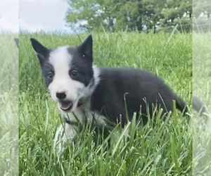 Border Collie Puppy for sale in ELKIN, NC, USA