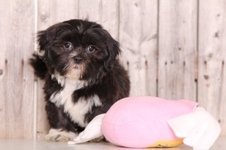 Shih Tzu Puppy for sale in MOUNT VERNON, OH, USA